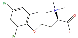 Purpuroine D